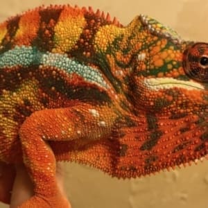 sambava panther chameleon care