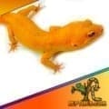 sunglow leopard gecko sale