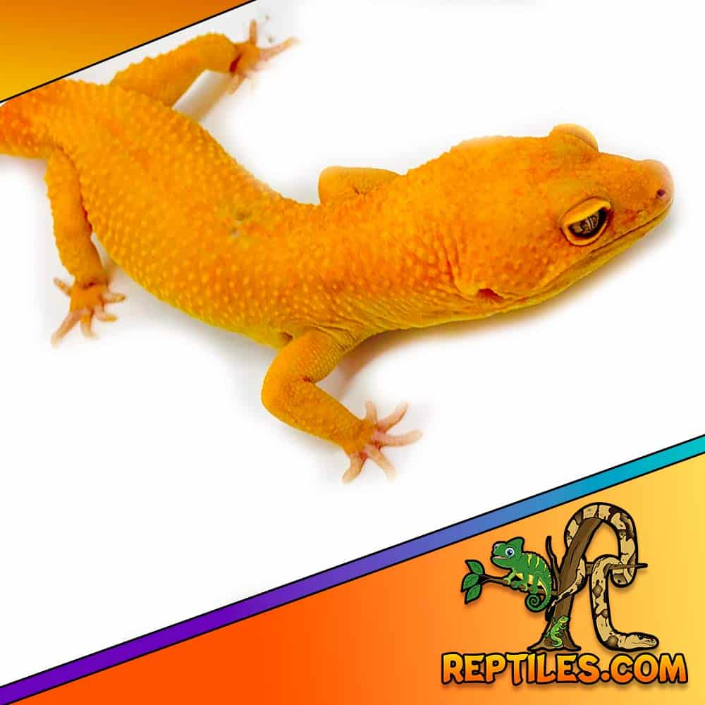 sunglow leopard gecko sale