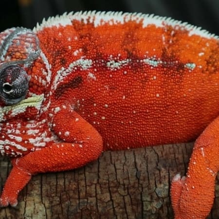 tamatave panther chameleon