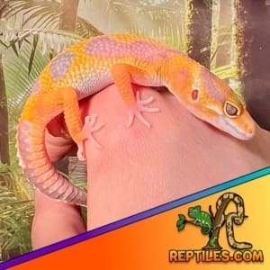 leopard gecko breeders near me