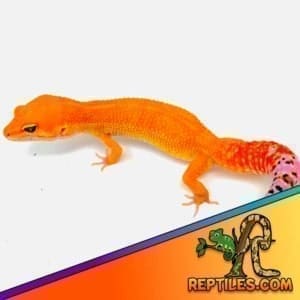 mandarin leopard gecko for sale