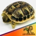 tortoise for sale