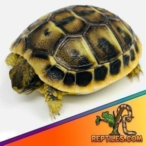 tortoise for sale online