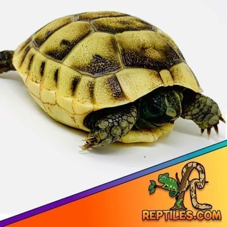 Golden Greek tortoise