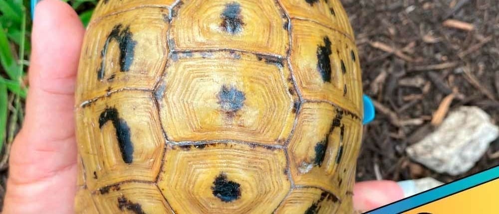 greek tortoise care