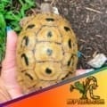 greek tortoise care