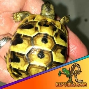 Hermann tortoise sale