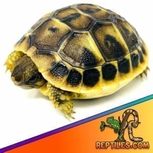 baby tortoise for sale near me