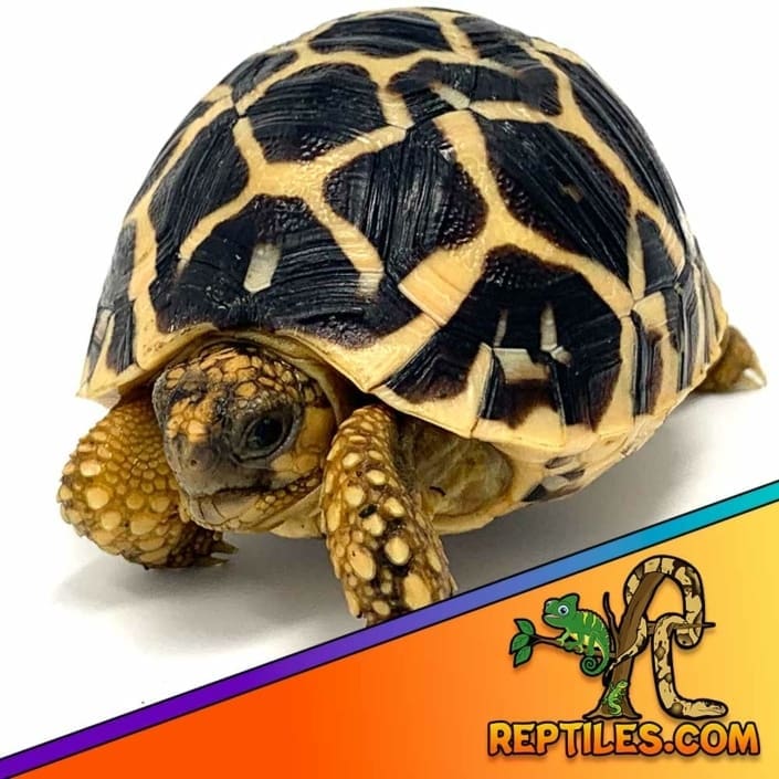 Indian Star tortoise for sale near me baby star tortoises for sale