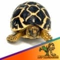 Indian Star tortoise price