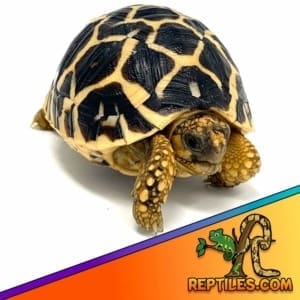 pet tortoises for sale