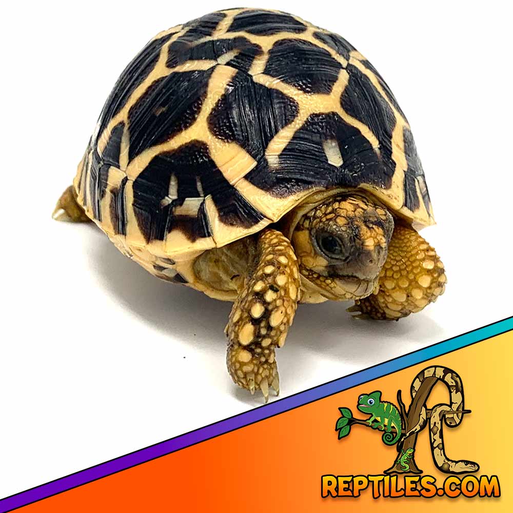 Indian Star tortoise size