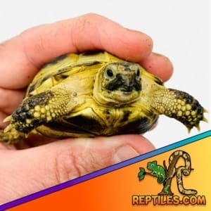 Russian tortoises for sale