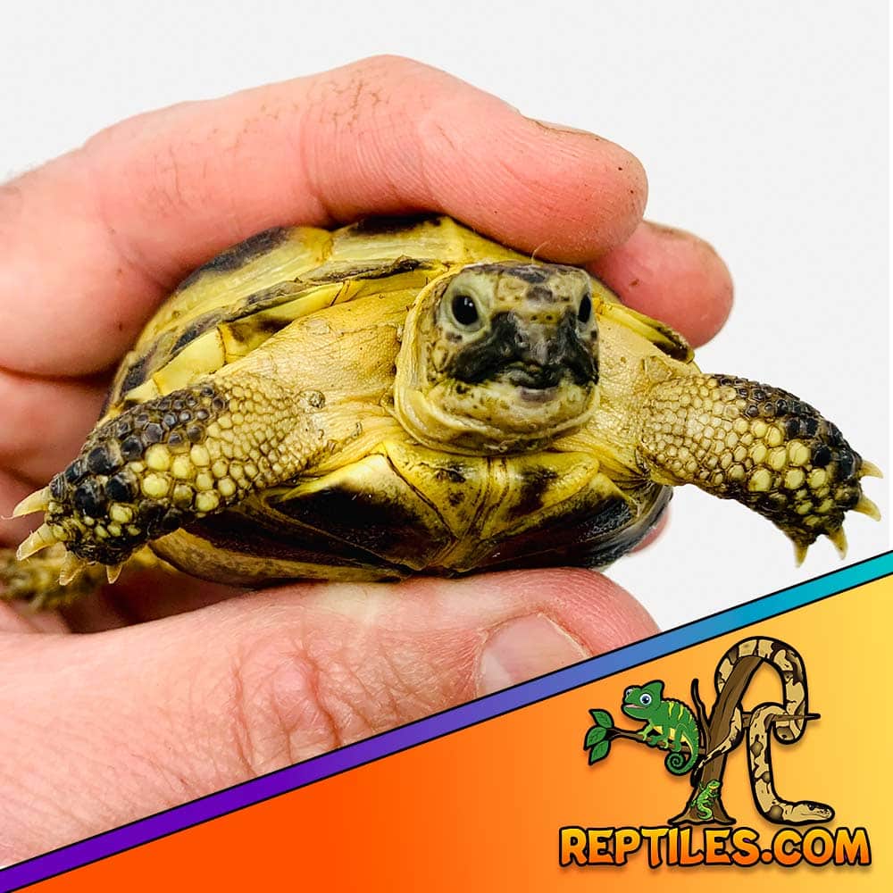 Russian tortoise for sale