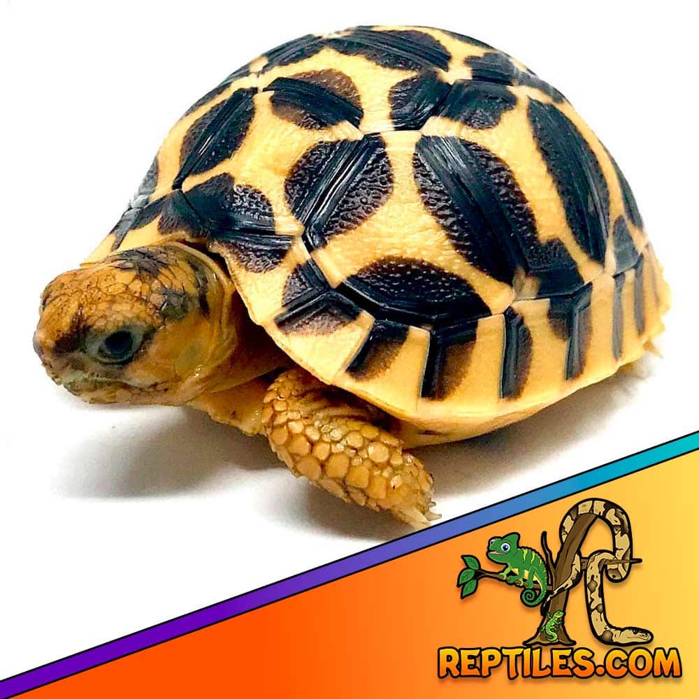 Star tortoise for sale