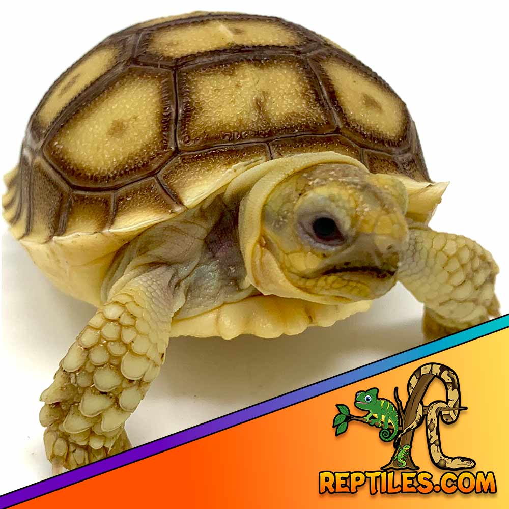 Sulcata tortoise for sale