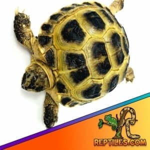 baby Russian tortoise for sale