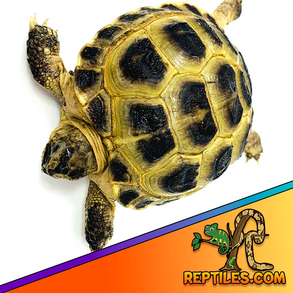 Rusian tortoise for sale near me baby Russian tortoises for sale