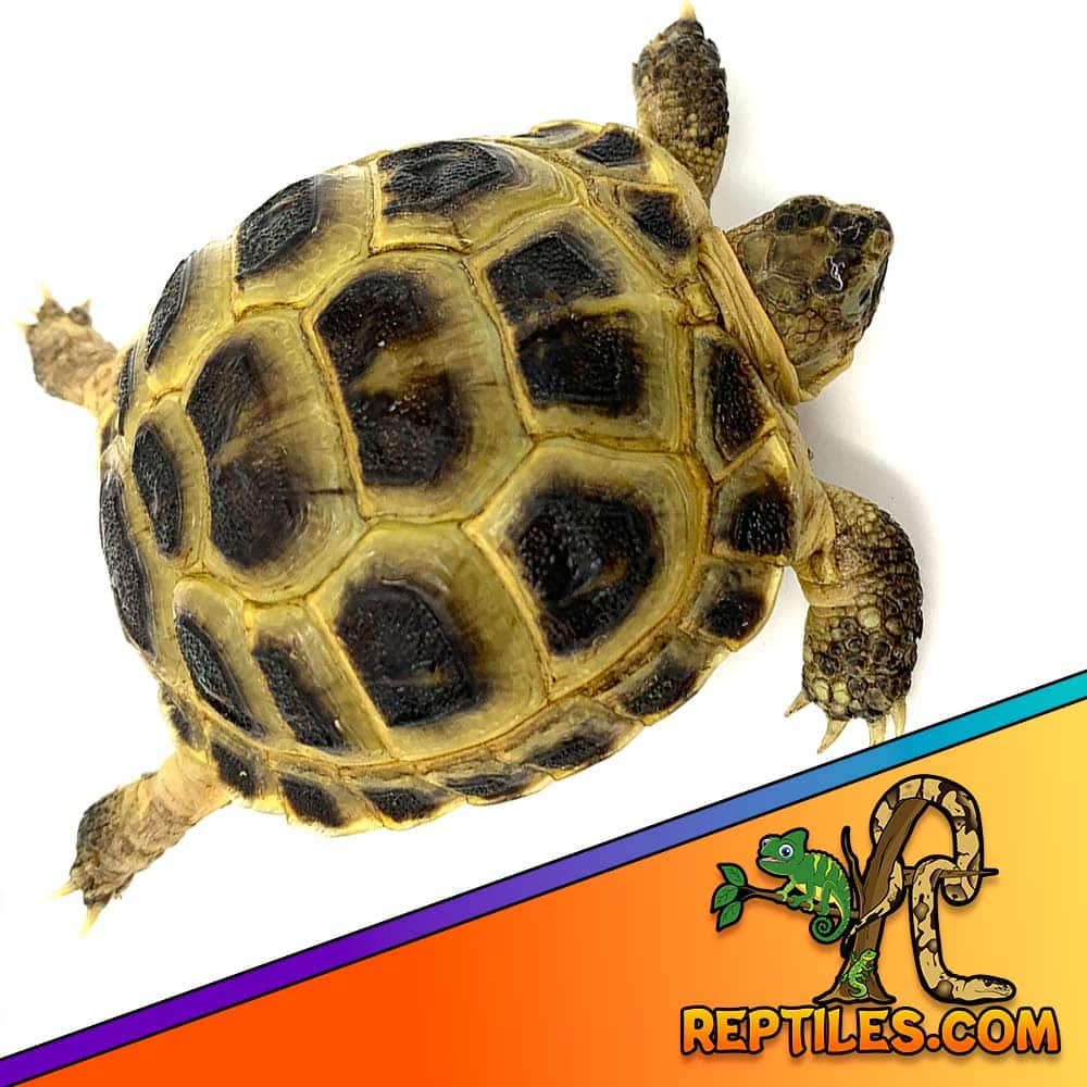 Russian tortoise care