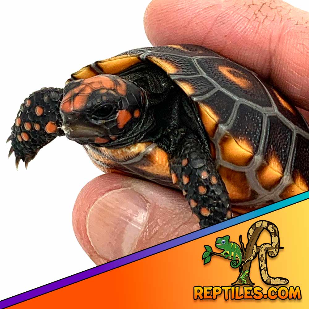 baby cherry head tortoise