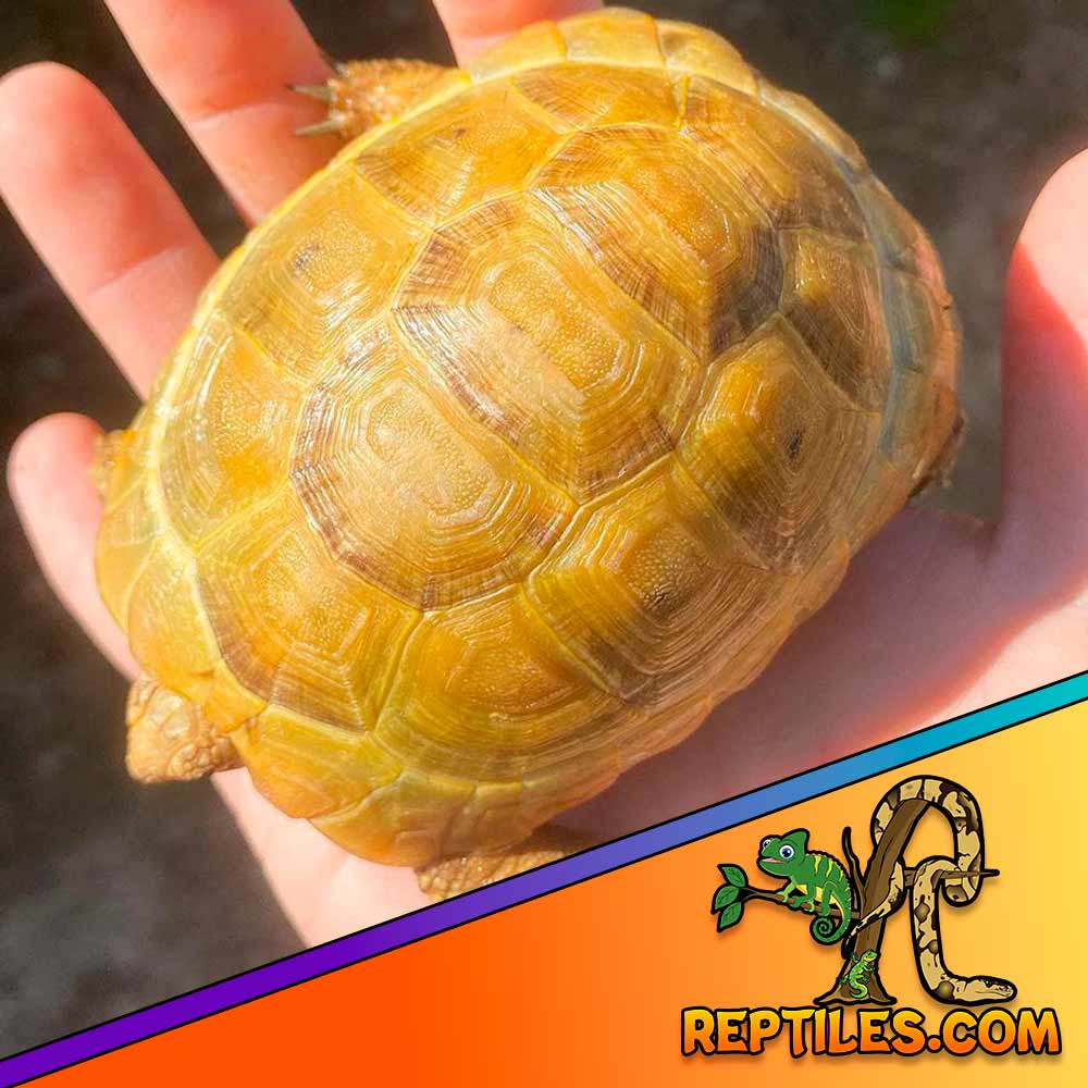 golden greek tortoise care