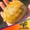 baby Greek tortoise