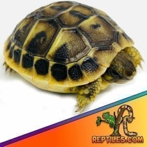 Hermann’s tortoise for sale