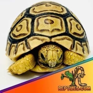 leopard tortoise for sale