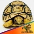 baby leopard tortoise for sale