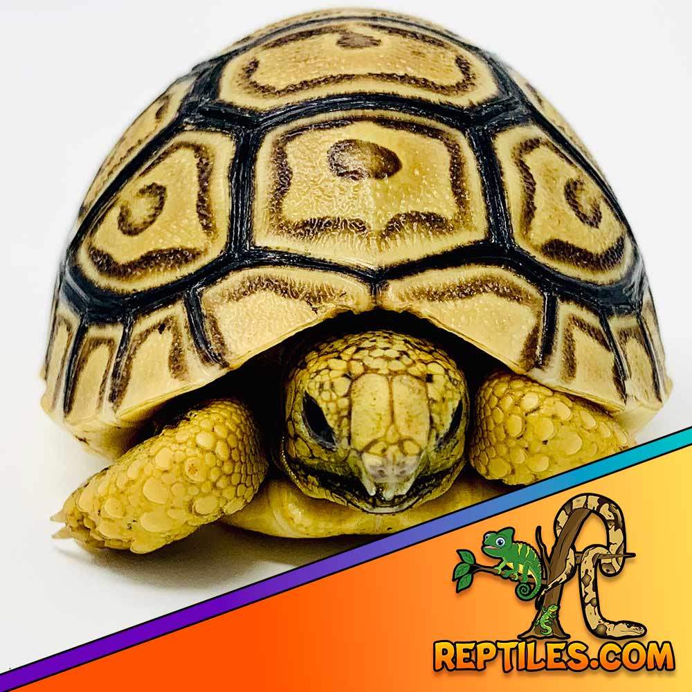 leopard tortoise