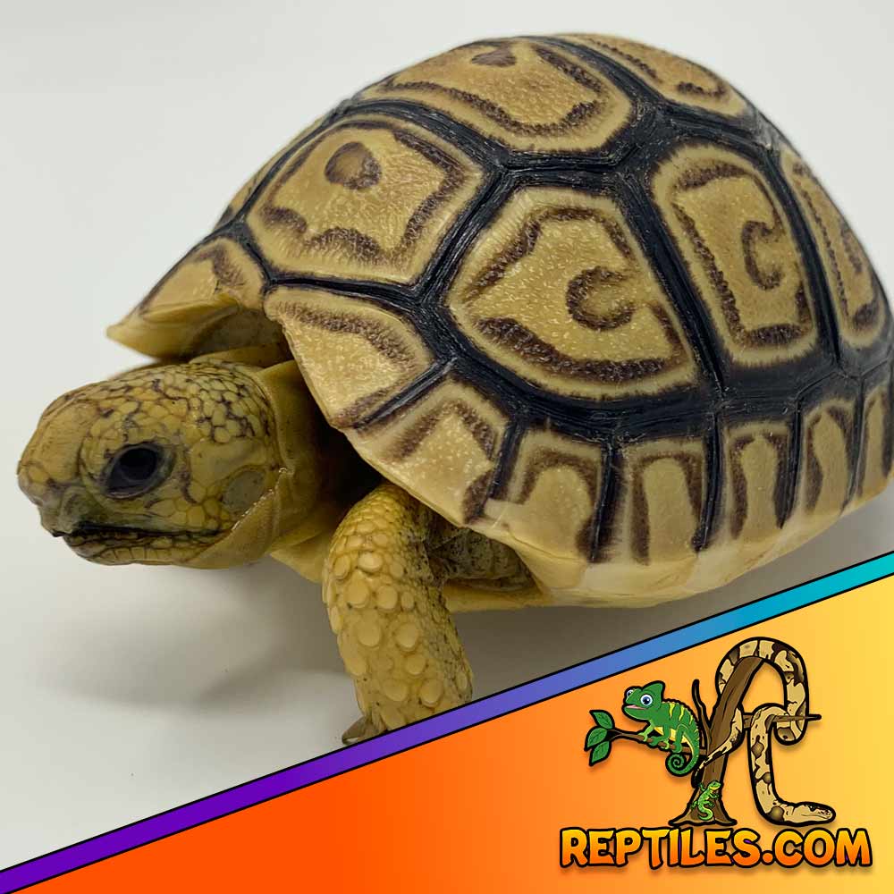 leopard tortoise care sheet