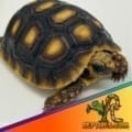 baby red footed tortoise