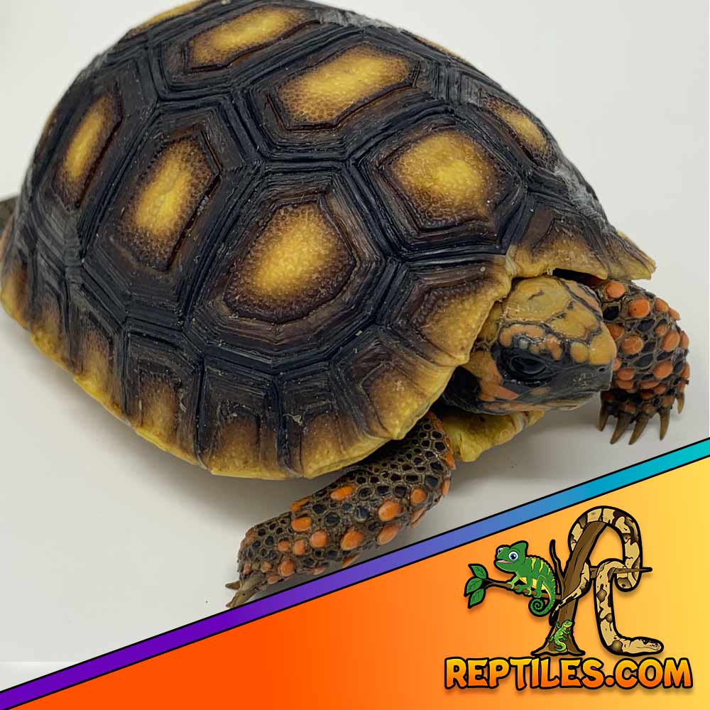 red foot tortoise care sheet