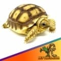 baby Sulcata