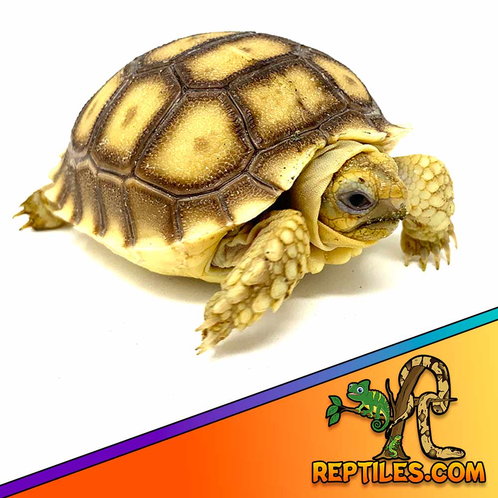 Sulcata for sale