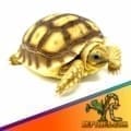 baby Sulcata for sale