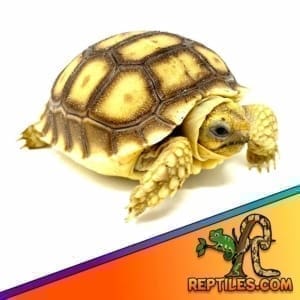 tortoise for sale