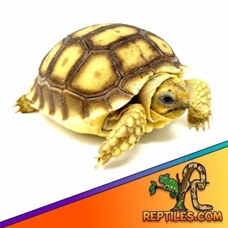 Sulcata tortoise for sale