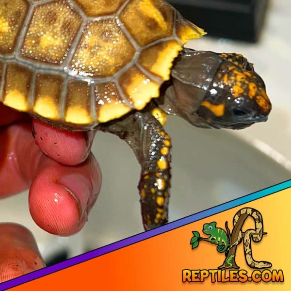 baby yellow footed tortoise
