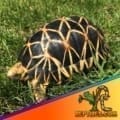 Burmese star tortoise for sale