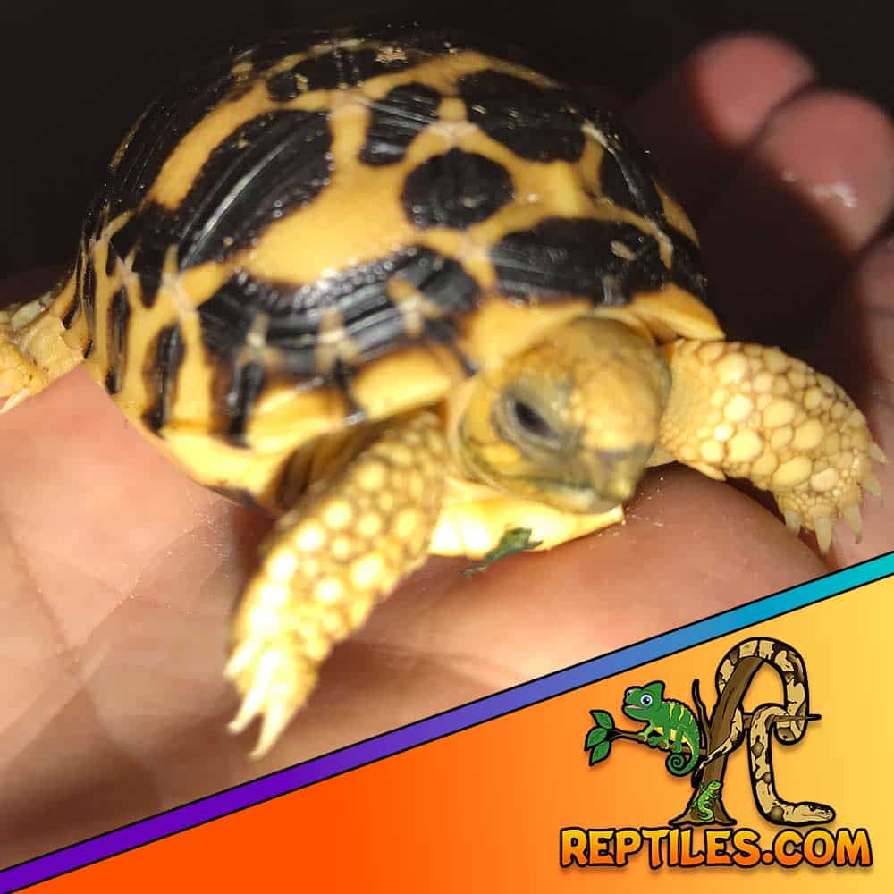 Burmese star tortoise sale