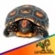 cherry head tortoise for sale