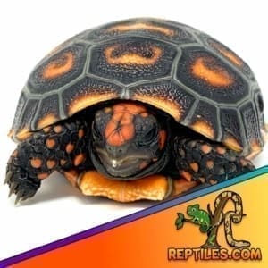 cherry head tortoise price