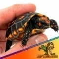 cherry head tortoise sale