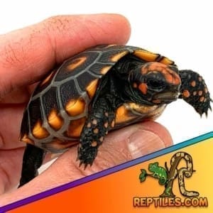 cherry head tortoise for sale