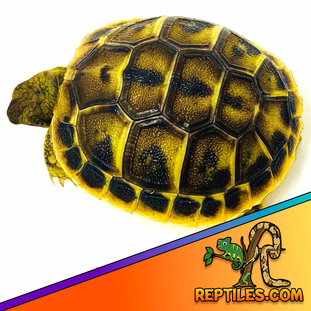 Eastern Hermann's tortoise for sale