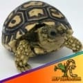 Giant leopard tortoise