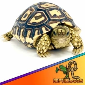 pet tortoise for sale