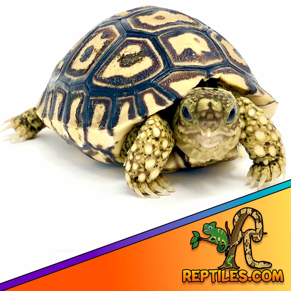 giant leopard tortoise for sale